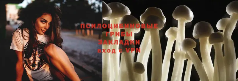 Псилоцибиновые грибы Psilocybine cubensis  Ржев 